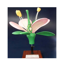 Load image into Gallery viewer, Typical Dicotyledon Flower Model (Luxury)