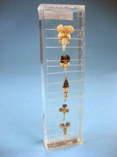 Load image into Gallery viewer, Comparative Brain Of 5 Kind Of Vertebrates