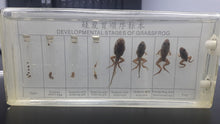 Load image into Gallery viewer, Frog Life Cycle