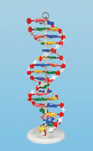 Load image into Gallery viewer, DNA Model On Stand (Large)