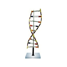 Load image into Gallery viewer, RNA Model