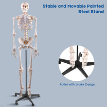 Load image into Gallery viewer, Human Skeleton model - Large (180cm)