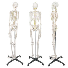 Load image into Gallery viewer, Human Skeleton model - Large (180cm)