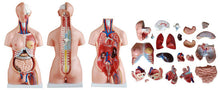 Load image into Gallery viewer, UNISEX TORSO - 23 PARTS