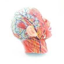 Load image into Gallery viewer, Half Head With Muscular, Nerve & Blood Supply Model