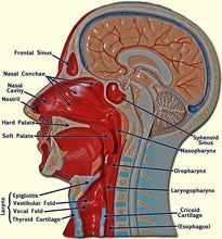 Load image into Gallery viewer, Half Head With Muscular, Nerve & Blood Supply Model