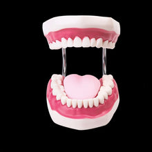 Load image into Gallery viewer, Dental Care Model