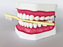 Load image into Gallery viewer, Dental Care Model