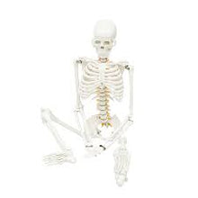Load image into Gallery viewer, Human Skeleton Model 85CM
