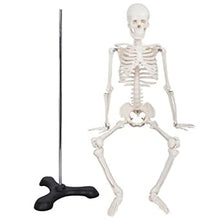 Load image into Gallery viewer, Human Skeleton Model 85CM
