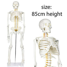 Load image into Gallery viewer, Human Skeleton Model 85CM