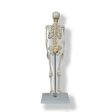Load image into Gallery viewer, Human Skeleton Model 85CM