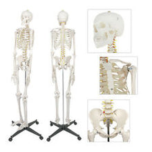 Load image into Gallery viewer, Human Skeleton model - Large (180cm)