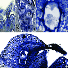 Load image into Gallery viewer, Slide Of Types Of Gynoecium
