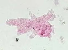 Load image into Gallery viewer, Slide Of Amoeba