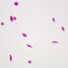 Load image into Gallery viewer, Slide Of Euglena
