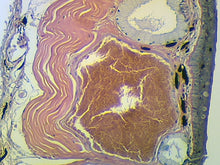 Load image into Gallery viewer, Slide Of Frog Skin