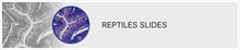 Load image into Gallery viewer, Slide Of Reptiles