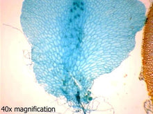 Load image into Gallery viewer, Slide Of Fern