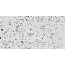 Load image into Gallery viewer, Slide Of Yeast