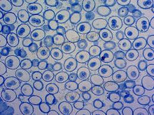 Load image into Gallery viewer, Slide Of Animal Mitosis (Set Of 5 Slide)