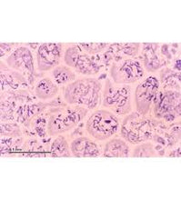 Load image into Gallery viewer, Slide Of Animal Meiosis (Set Of 5 Slides)