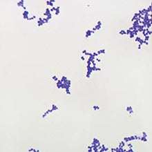 Load image into Gallery viewer, Slide Of Coccus