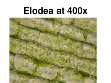 Load image into Gallery viewer, Slide Of Elodea
