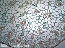 Load image into Gallery viewer, Slide Of Zea Maize Stem