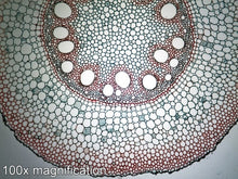 Load image into Gallery viewer, Slide Of Zea Maize Root