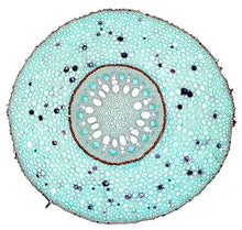 Load image into Gallery viewer, Slide Of Monocot Root