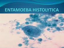 Load image into Gallery viewer, Slide Of Entamoeba Histolytica