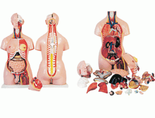 Load image into Gallery viewer, UNISEX TORSO - 23 PARTS