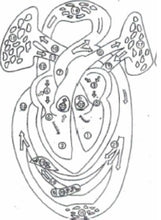 Load image into Gallery viewer, Human Cardiac Beat & Blood Circulation Electronic Model