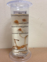 Load image into Gallery viewer, Dicot Root Germination (Gram) Small