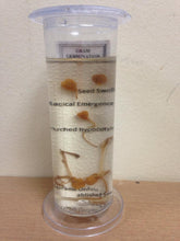 Load image into Gallery viewer, Dicot Root Germination (Gram) Small
