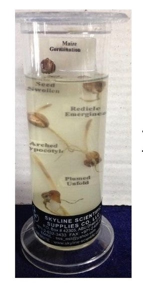 Monocot Root Germination Maize (Corn)Small
