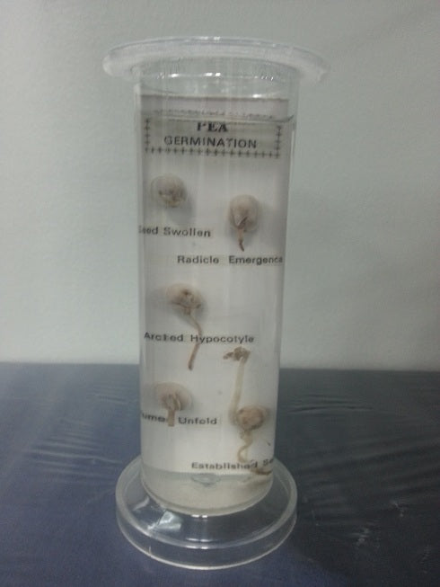 Pea Root Germination