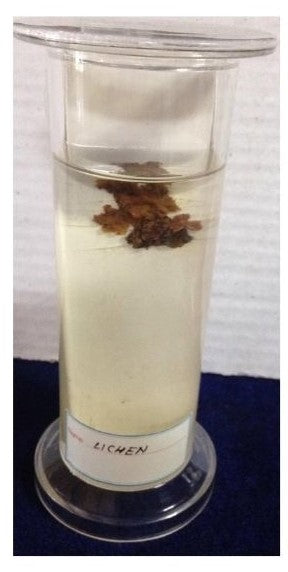 Lichens Sample Formalin