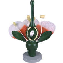 Load image into Gallery viewer, Typical Dicotyledon Flower Model (Luxury)
