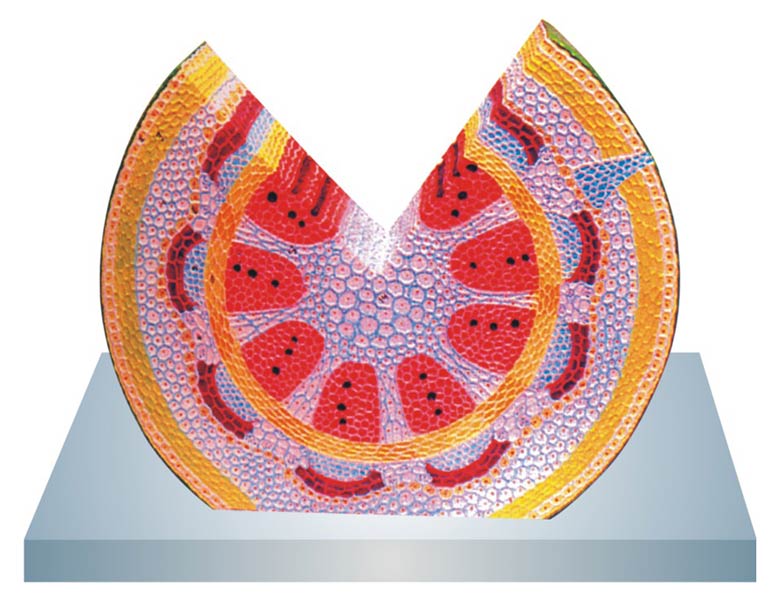 Dicot Stem Herbaceous Model