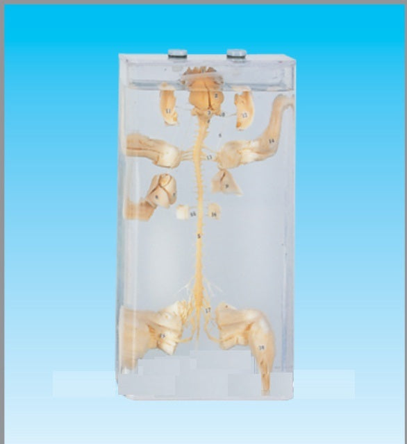 Rabbit Nerve System Dissection