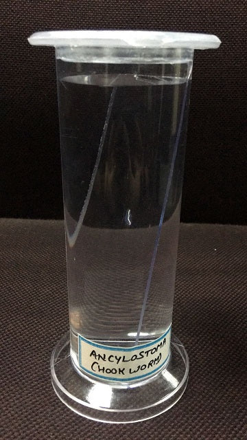 Specimen Of Hookworm (Formalin)