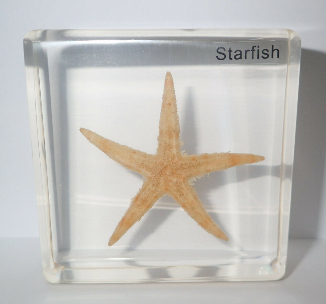Star Fish (Acrylic)