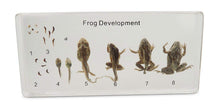 Load image into Gallery viewer, Frog Life Cycle
