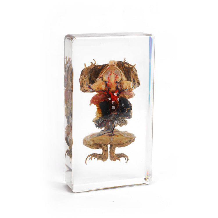 Frog Dissection (Formalin)