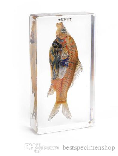 Curcian Fish Dissection (Formalin)