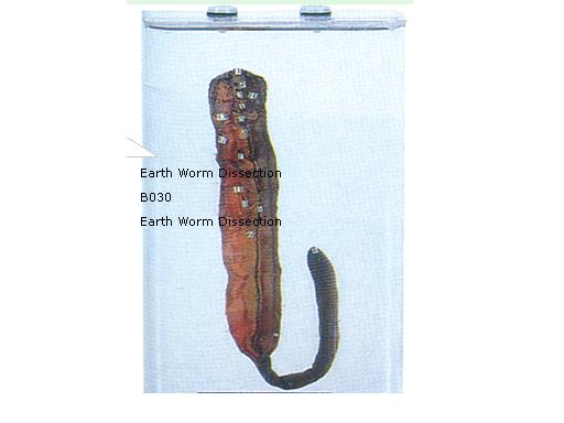 Earth Worm Dissection