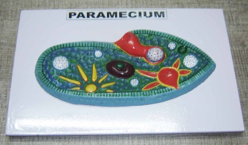 Paramecium Model