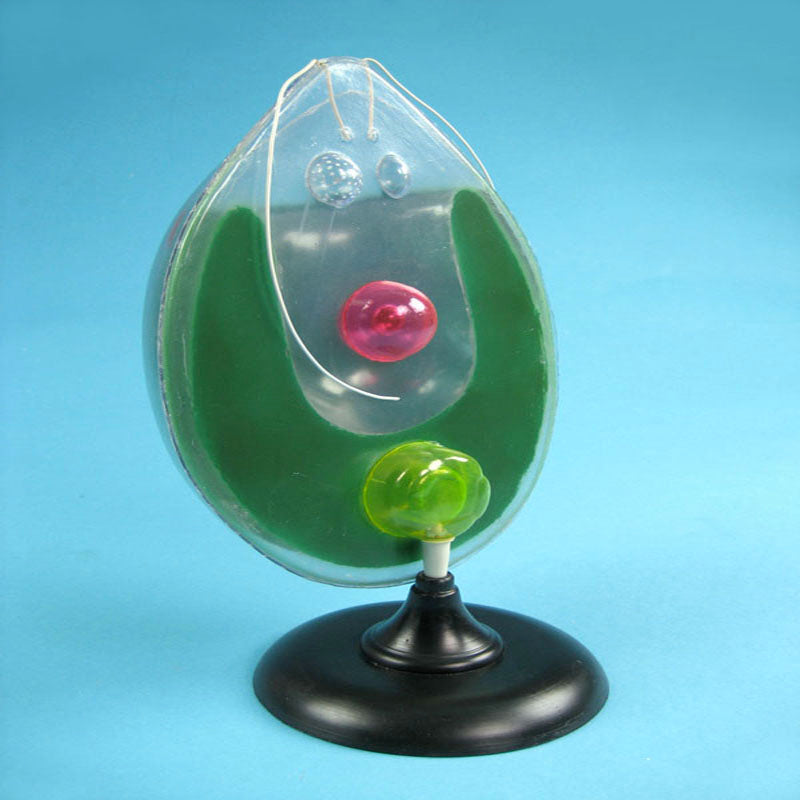 Clamedomonas Model (On Stand)
